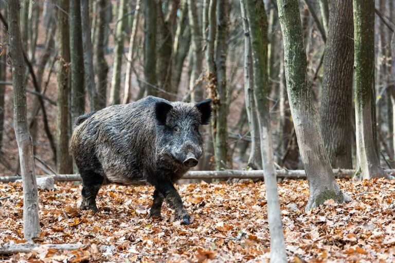 Hog Hunting Tips For Beginners: Essential Skills And Strategies