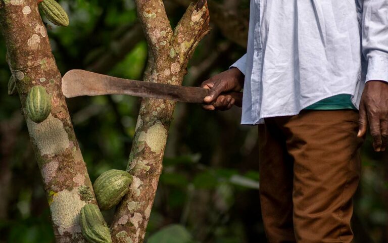 Types Of Machete: Comprehensive Guide For Enthusiasts