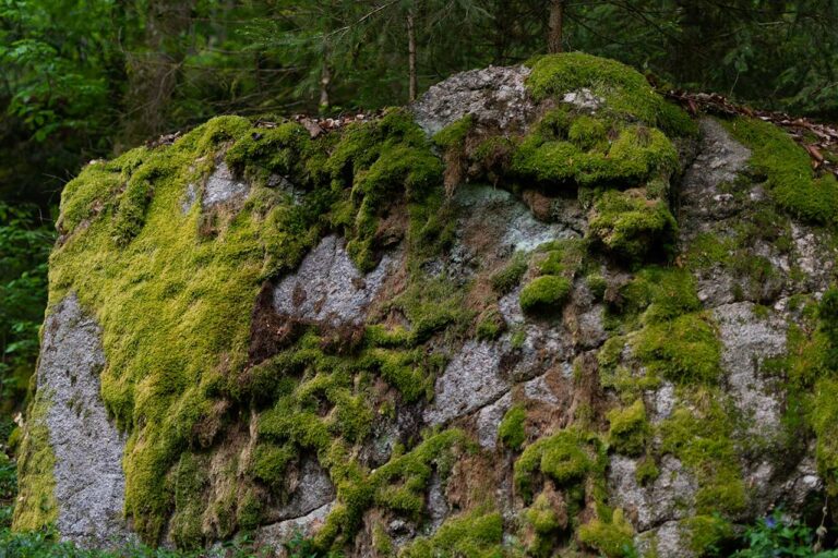 Is Moss Edible? (What To Know)